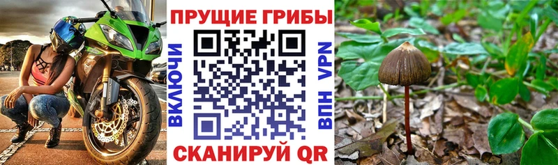 купить наркоту  Евпатория  Псилоцибиновые грибы ЛСД 